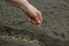 Sowing of seed in earth. Royalty Free Stock Photos