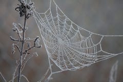 spider-web-frost-25217441.jpg