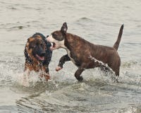 hunde kampf spiele hunde kampf spiele