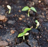 Sprouting seeds Stock Image