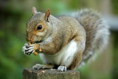 Squirrel eating nut Stock Photography