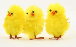 Three Easter Chickens On Isolated White Stoc