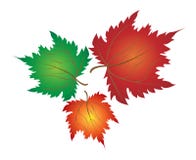 three-neat-colorful-maple-leaves-white-backgrou-29696516.jpg