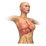 Interior cuerpo humano mujer bocetos