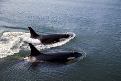 Three Orcas Stock Images - Image: 5921114