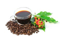 Poids De Grain De Caf Ef Bf Bd Arabica Poids De Grain De Caf Ef Bf Bd Arabica