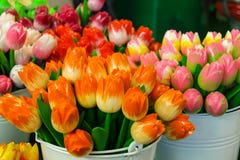 VENTA DE TULIPANES venta de tulipanes: