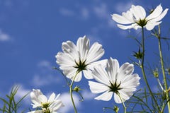 White Cosmos Flowers Blue Sky Stock Photography