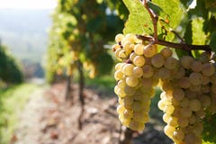 White grape on the vine Royalty Free Stock Images