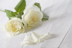white-roses-29027308.jpg