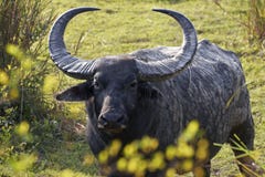 Asian Wild Ox 105