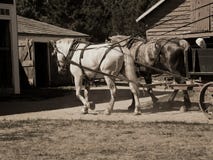 Work Horses Stock Photography