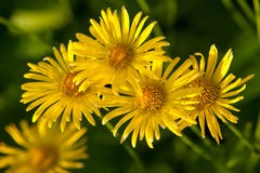 Yellow flowers Royalty Free Stock Photography