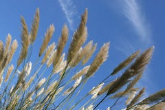 草朝向高的种子 图库摄影 - 图片: 31412