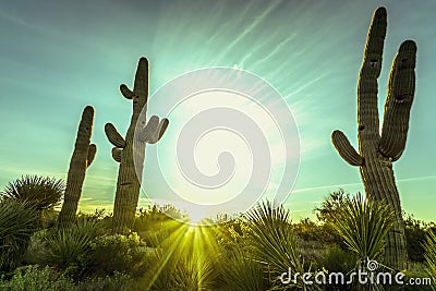 亚利桑那沙漠仙人掌树风景
