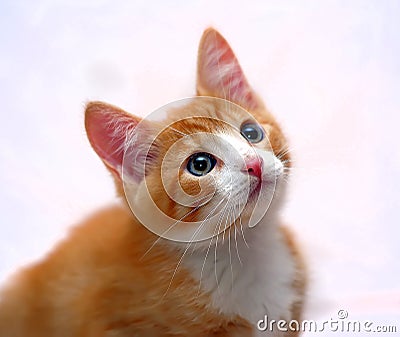 与蓝眼睛的逗人喜爱的姜小猫图片