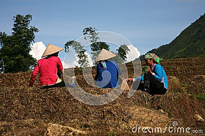 农厂sapa越南工作者图片