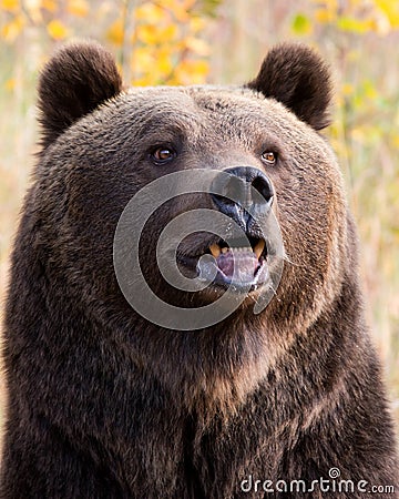 北美洲棕熊(北美灰熊) 免版税库存照片 - 图片: 