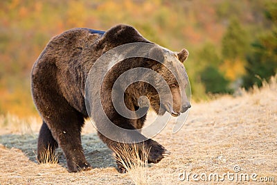 北美洲棕熊(北美灰熊) 免版税库存图片 - 图片: 