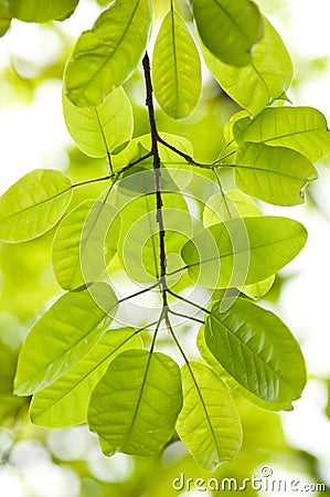 download 印度榕树叶子 库存图片.图片
