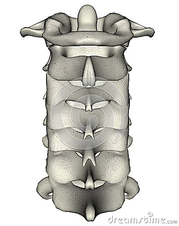 子宫颈人力脖子后部脊椎 库存照片 - 图片: 388