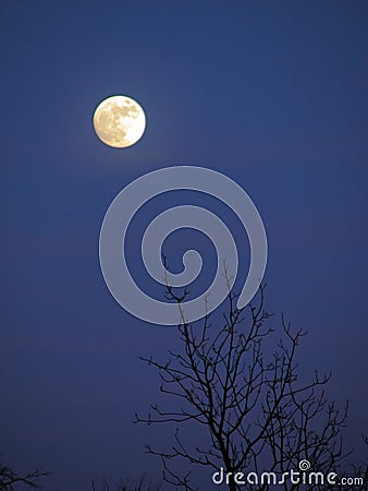 背景夜间月亮月光晚上结构树.图片