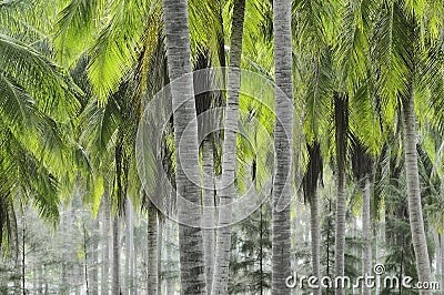 椰子种植园 免版税库存照片 - 图片: 9210848