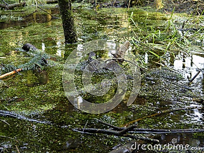 沼泽 免版税图库摄影 - 图片: 69457图片