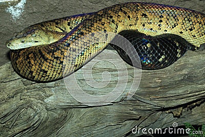牙买加蟒蛇