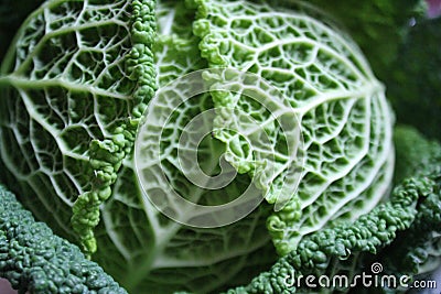 背景的皱叶甘蓝超级食物关闭.图片