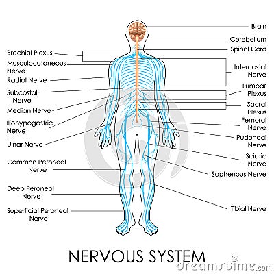 神经系统 向量例证 - 图片: 39773416