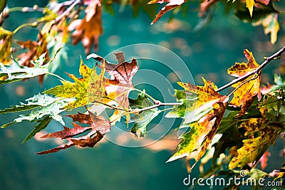 法国梧桐树的美丽的五颜六色的叶子.