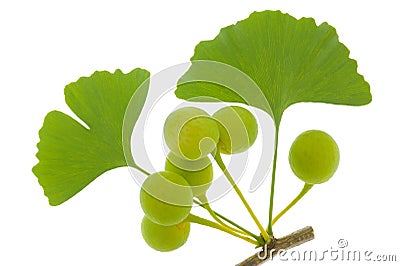 银杏树叶子图片