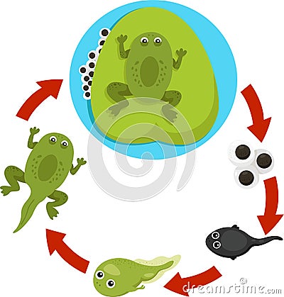 青蛙的生命周期的以图例解释者 免版税库存图
