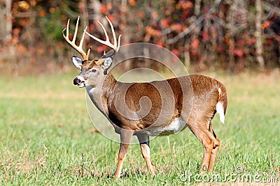 10-point-buck-22069892.jpg