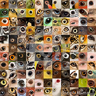 121 animal and human eyes