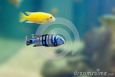 2 Exotic fish