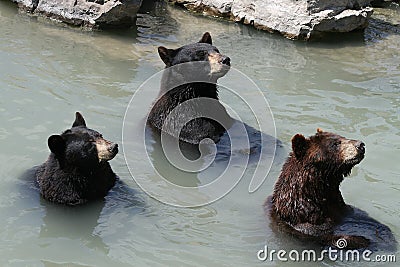 The 3 Bears