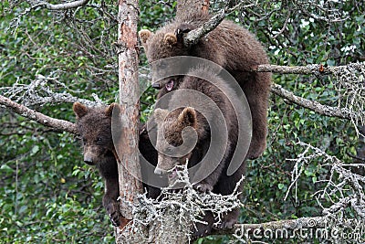3 Grizzly cubs in Tree #5