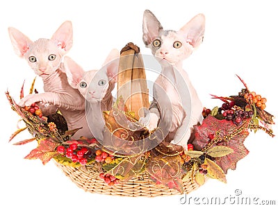 3 Hairless Sphynx kittens in autumn basket