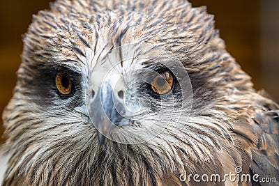 stock-image-eyes-young-hawk-nature-background-32356941.jpg