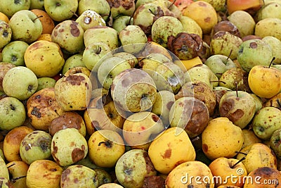 stock-photo-organic-pollution-picture-rotten-apples-40957563.jpg
