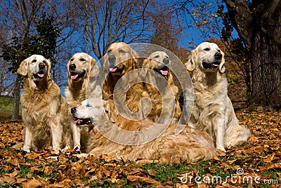 6 Golden Retrievers in field of Fall leaves