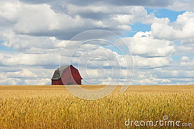 Abandoned rd barn in wheat field