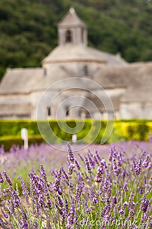 Abbaye de Senanque with lavender field, Provenc