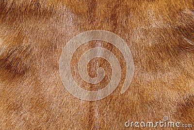 Abstract animal fur texture