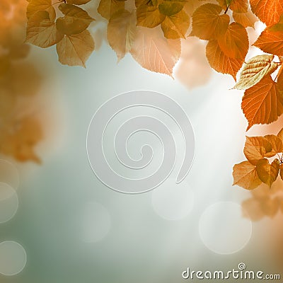  - abstract-autumn-background-evening-light-leaves-33012871