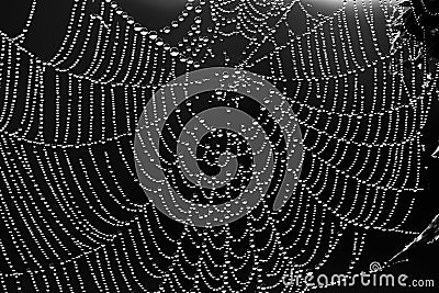 Abstract black and white background from a web