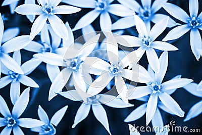 Abstract blue nature background with white flowers