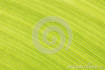 Abstract green leaf lines background texture